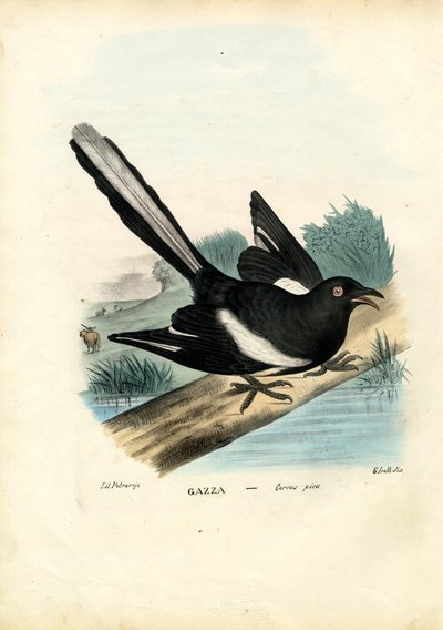 Magpie, 1863-79 by Raimundo Petraroja